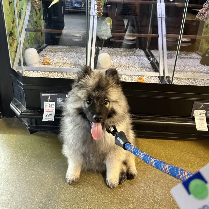 Un Keeshond ayant la langue pendante et regardant vers la caméra 