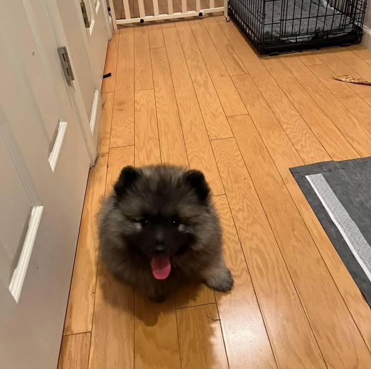 Un Keeshond assis sur un plancher et ayant la langue pendante 