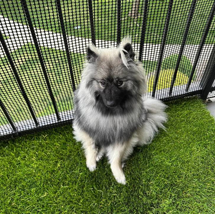Un Keeshond assis sur du gazon synthétique et regardant vers la caméra 