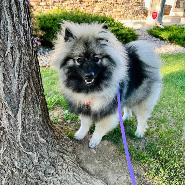 Un Keeshond sur une surface gazonnée et qui est tenu en laisse 