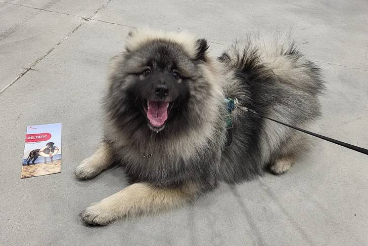 Un Keeshond allongé sur une surface bétonnée et qui est tenu en laisse 