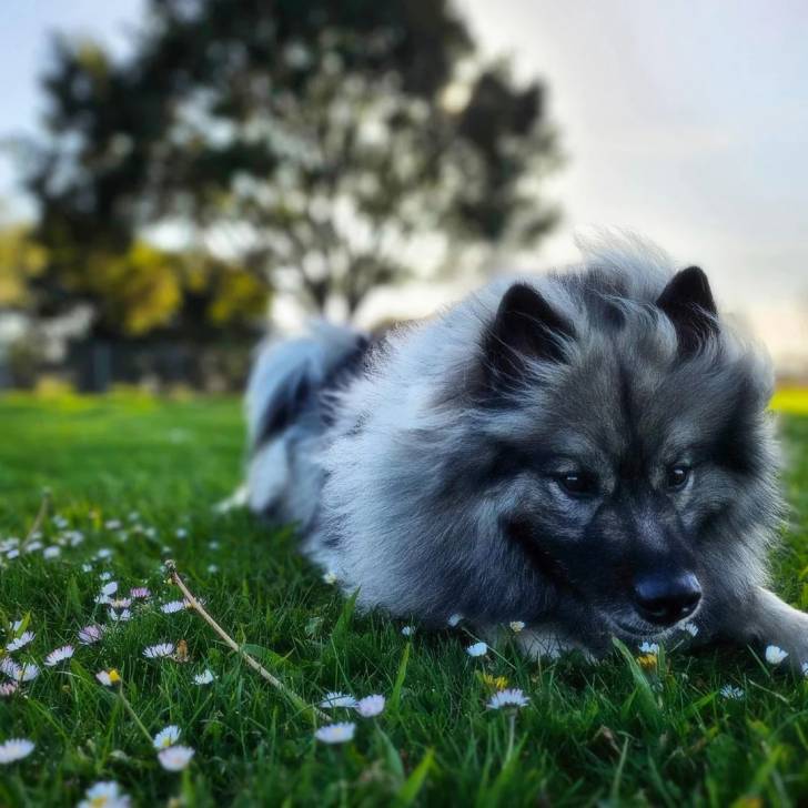 Un Keeshond allongé sur un terrain herbeux 