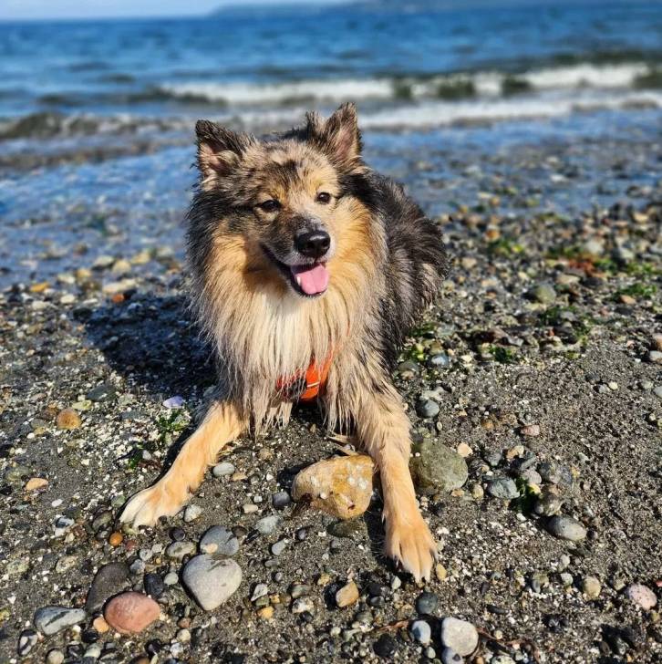Un Keeshond allongé sur une berge et portant un harnais 