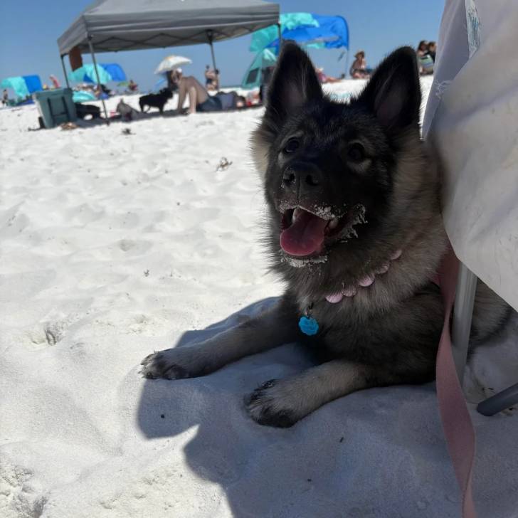 Un Keeshond allongé sur une surface sableuse et qui est tenu en laisse 