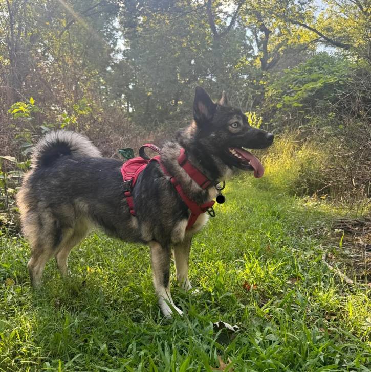 Un Keeshond sur une surface herbacée et portant un collier autour du cou