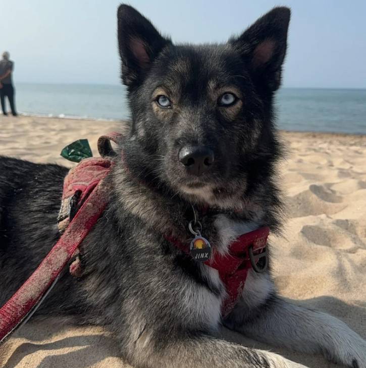Un Keeshond allongé sur une surface sableuse et qui est tenu en laisse