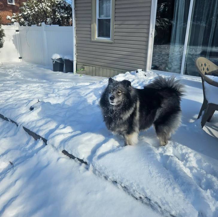 Un Keeshond sur une surface enneigée 