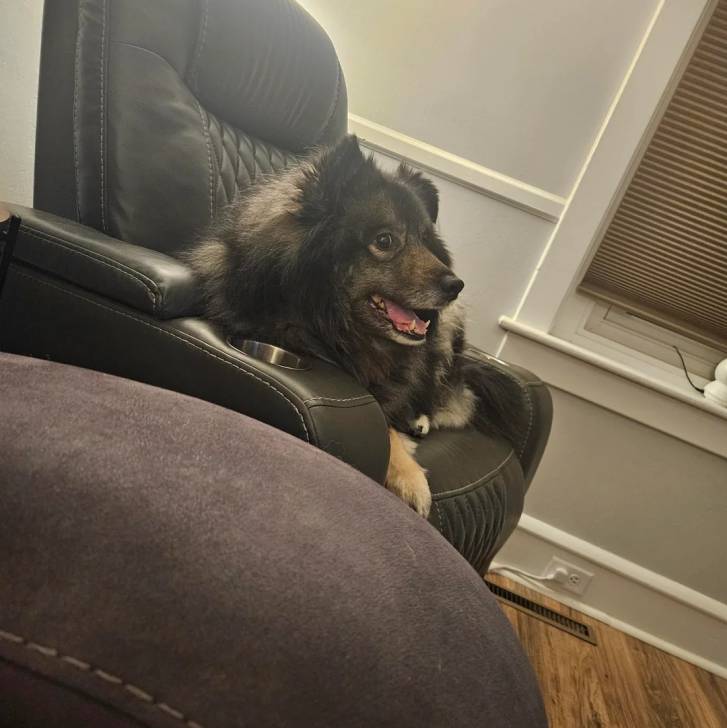 Un Keeshond allongé sur un fauteuil et semblant détendu 