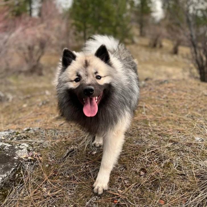 Un Keeshond marchant sur un terrain herbeux et ayant la langue pendante 