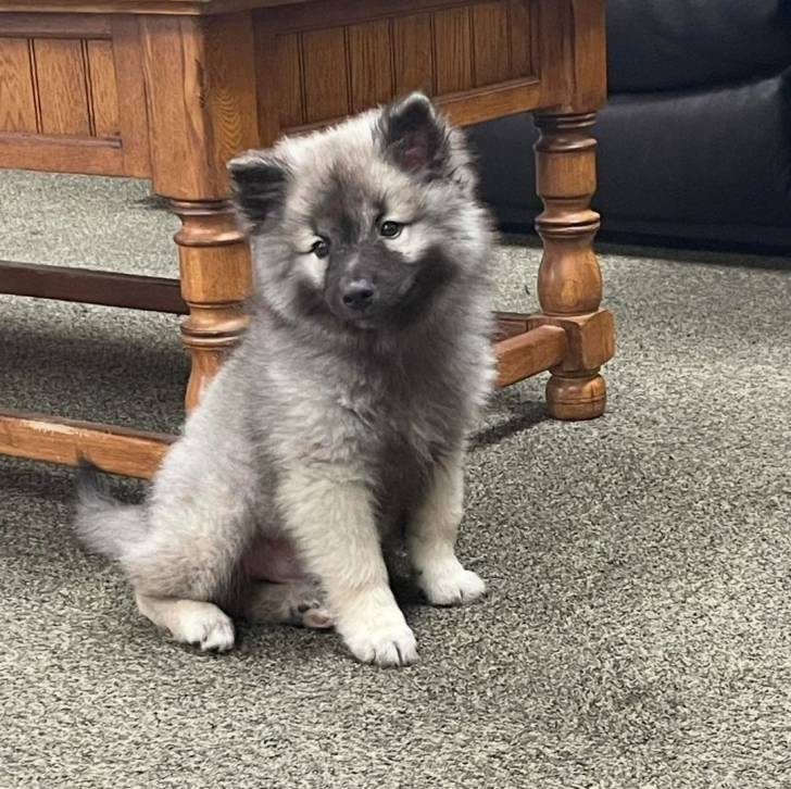 Un Keeshond assis sur une moquette et regardant vers la caméra 