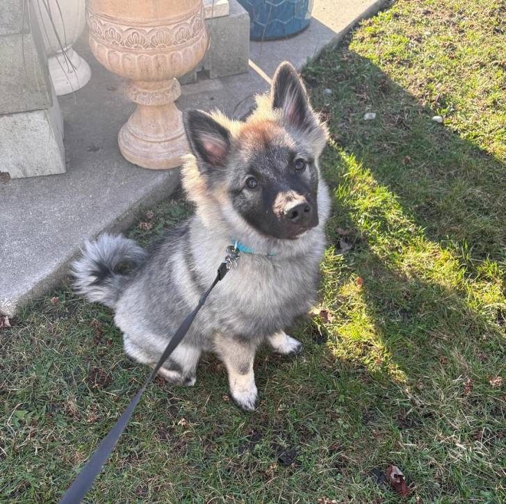 Un Keeshond assis sur un terrain herbeux et qui est tenu en laisse 
