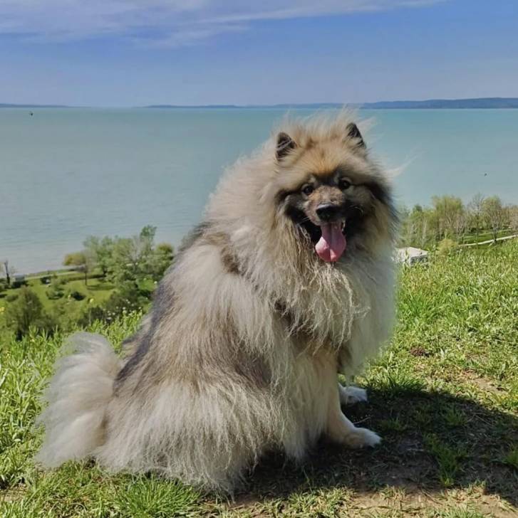 Un Keeshond assis sur une surface herbacée et ayant la langue pendante 