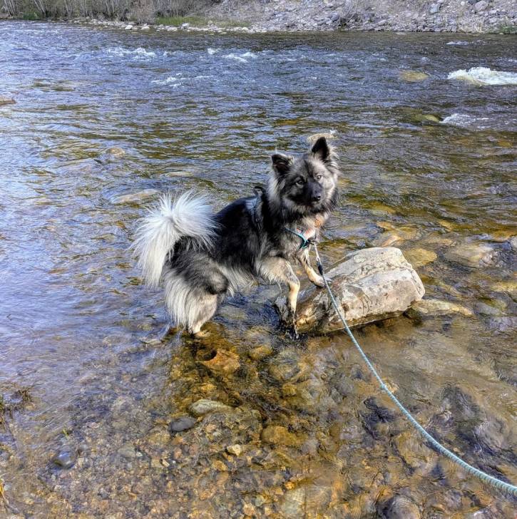 Un Keeshond dans l'eau et qui est tenu en laisse 