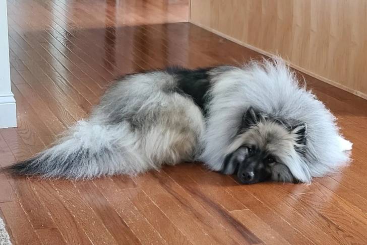 Un Keeshond allongé sur un plancher et regardant vers la caméra 