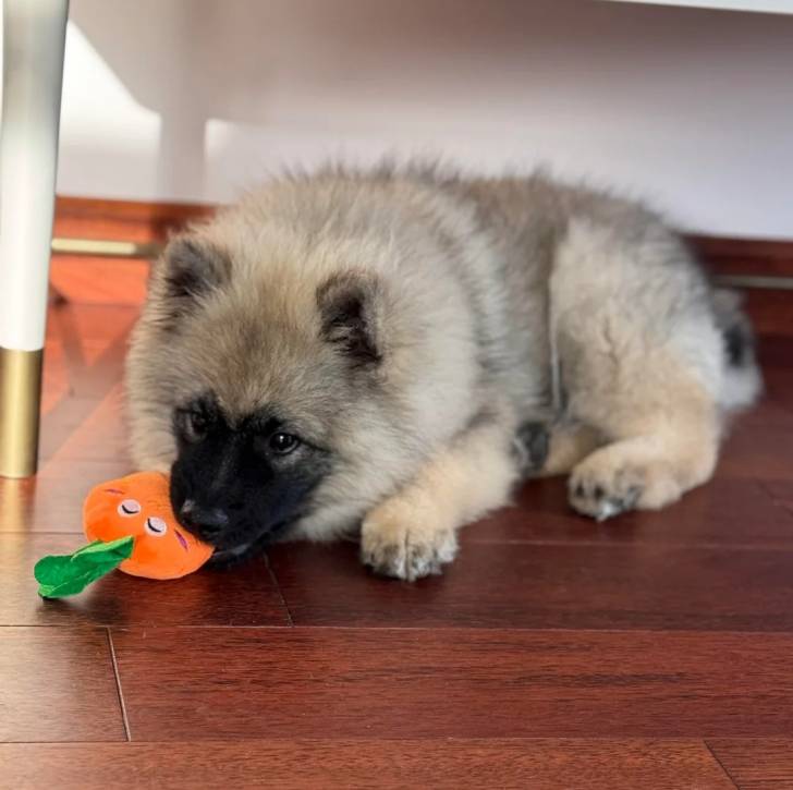 Un Keeshond allongé sur un plancher et ayant une peluche dans sa gueule 