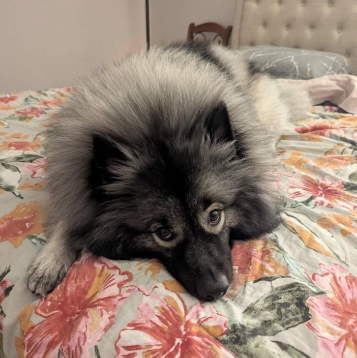 Un Keeshond allongé sur un lit et semblant détendu 