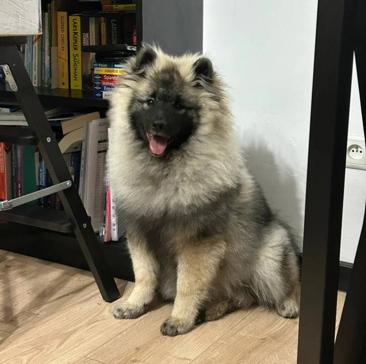 Un Keeshond assis sur un plancher et tirant la langue 