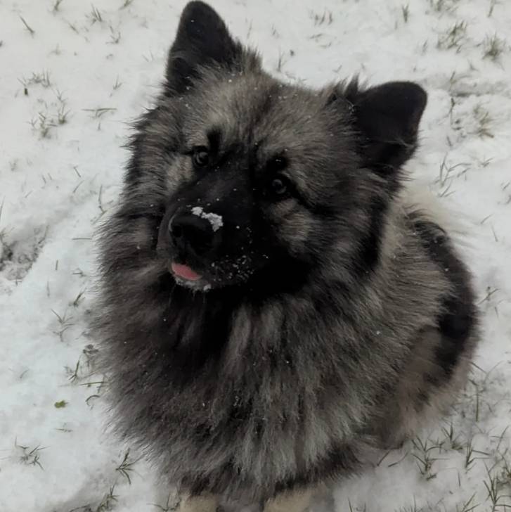Un Keeshond assis sur une surface enneigée 
