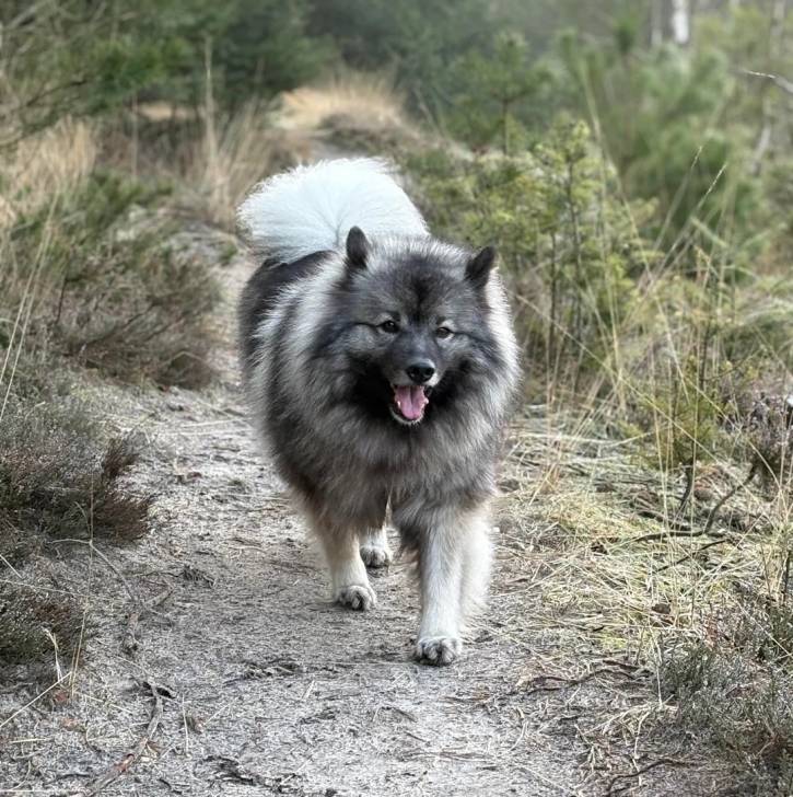 Un Keeshond marchant sur un terrain herbeux et ayant la gueule ouverte  