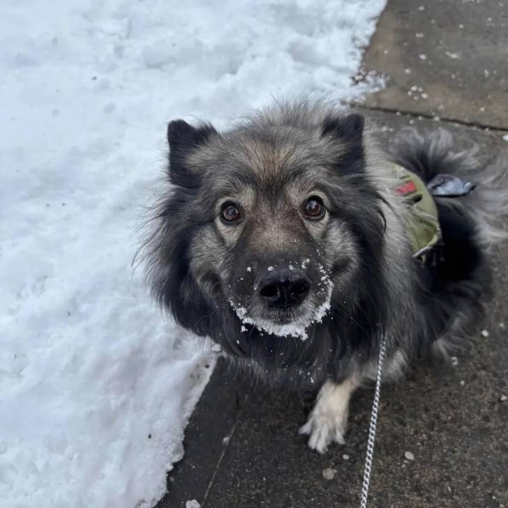 Un Keeshond assis sur une surface bétonnée et qui est tenu en laisse 