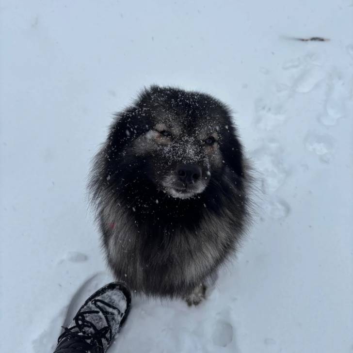 Un Keeshond assis sur une surface enneigée et regardant vers la caméra 