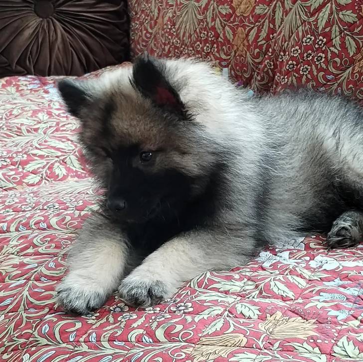 Un Keeshond allongé sur un canapé
