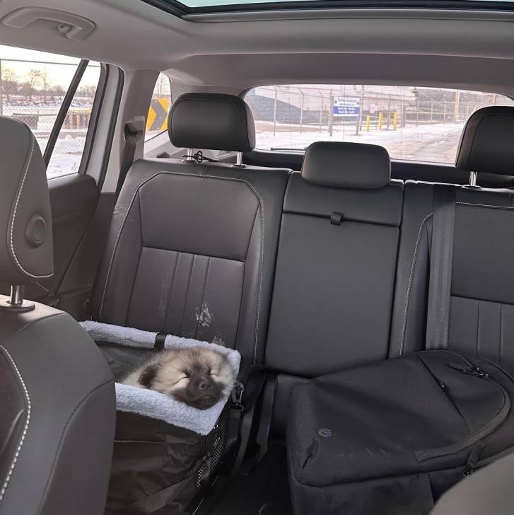 Un Keeshond allongé dans un panier