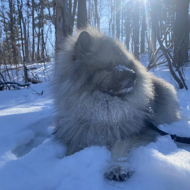 Un Keeshond allongé sur une surface enneigée et qui est tenu en laisse 