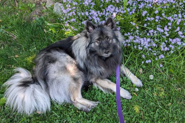Un Keeshond allongé sur un terrain herbeux et  qui est tenu en laisse 