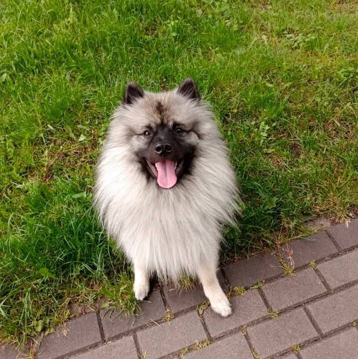Un Keeshond assis sur une surface gazonnée et tirant la langue 