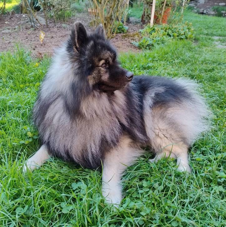Un Keeshond allongé sur une surface gazonnée 
