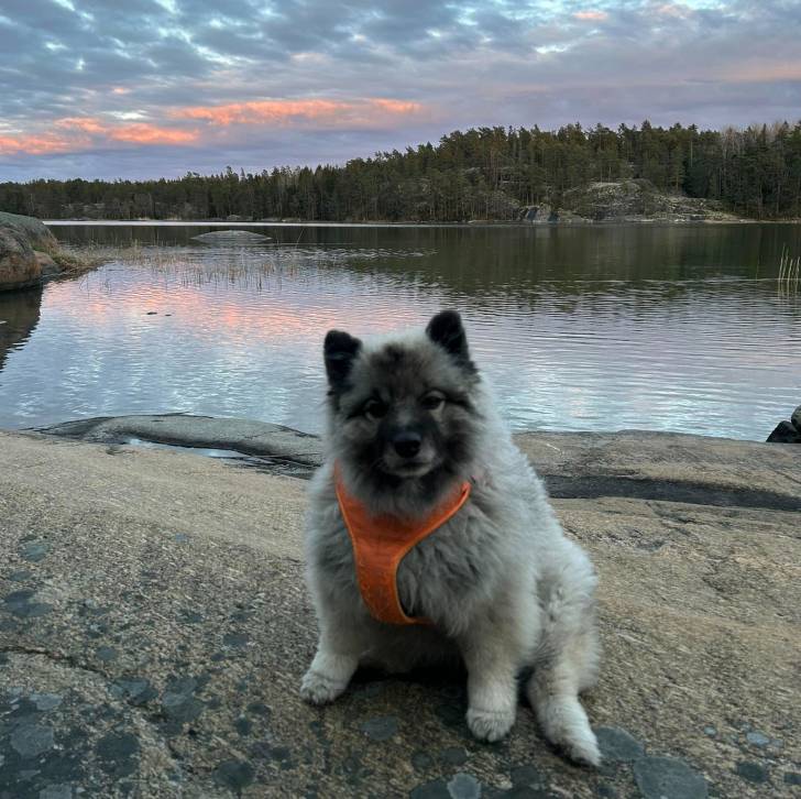 Un Keeshond regardant vers la caméra et portant un harnais 