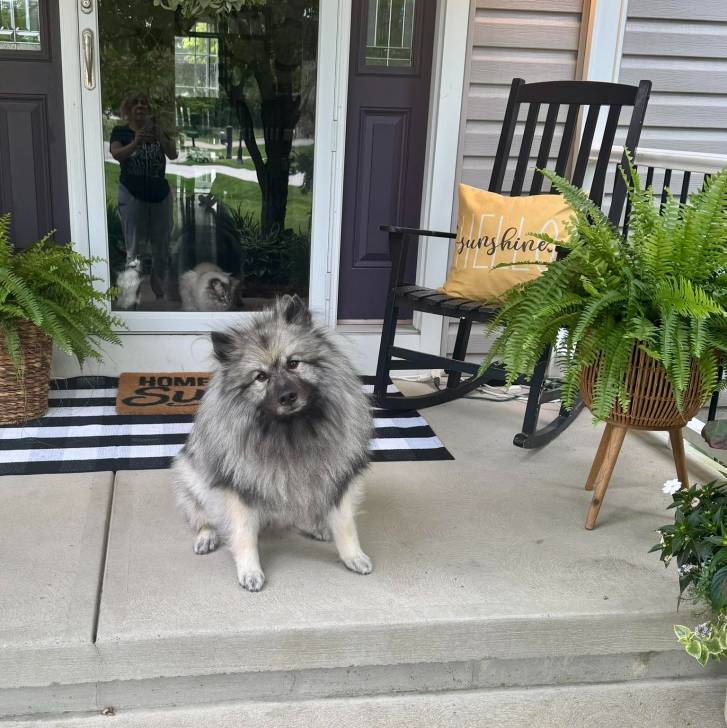 Un Keeshond assis sur une surface bétonnée