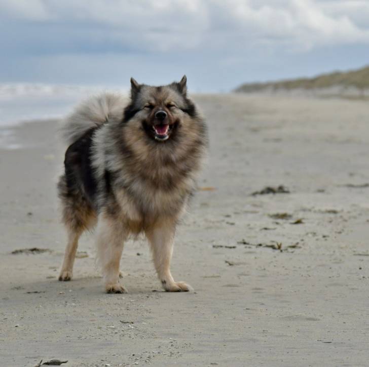 Un Keeshond sur une surface sableuse 