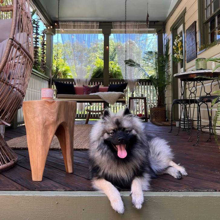 Un Keeshond allongé sur une terrasse et ayant la langue pendante 