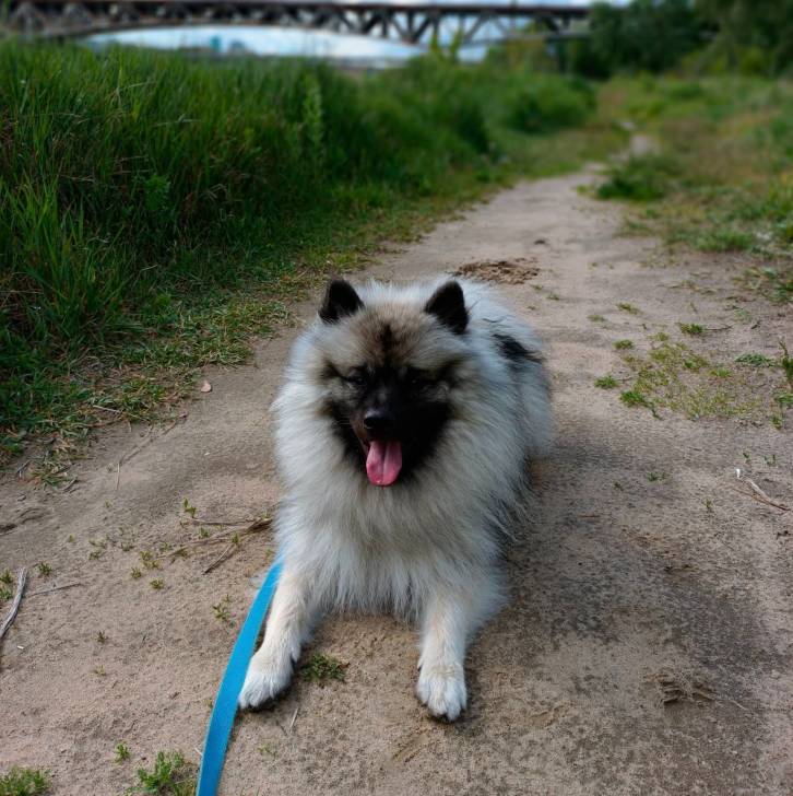 Un Keeshond ayant la langue pendante et qui est tenu en laisse 