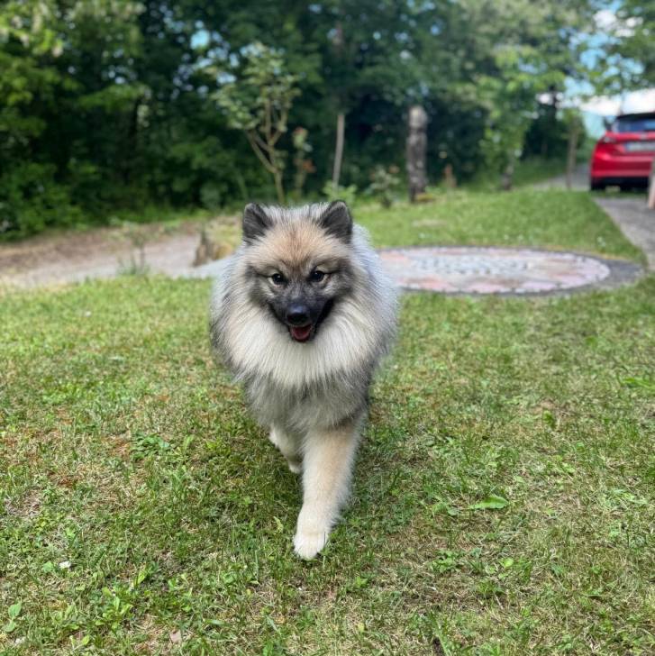 Un Keeshond marchant sur une surface gazonnée et regardant vers la caméra 