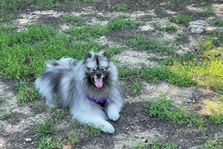Un Keeshond ayant la langue pendante et portant un harnais 