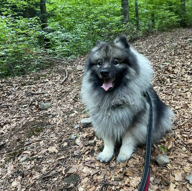 Un Keeshond assis sur un sol jonchés de feuilles mortes et qui est tenu en laisse 