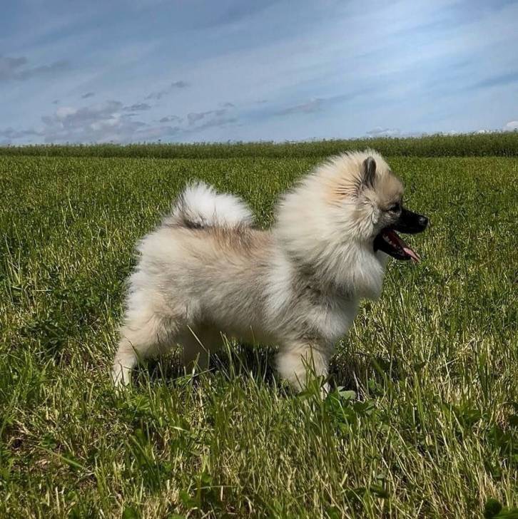 Un Keeshond sur un terrain herbeux 