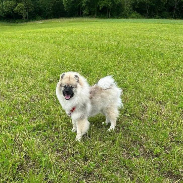 Un Keeshond assis sur une surface gazonnée et portant un harnais 