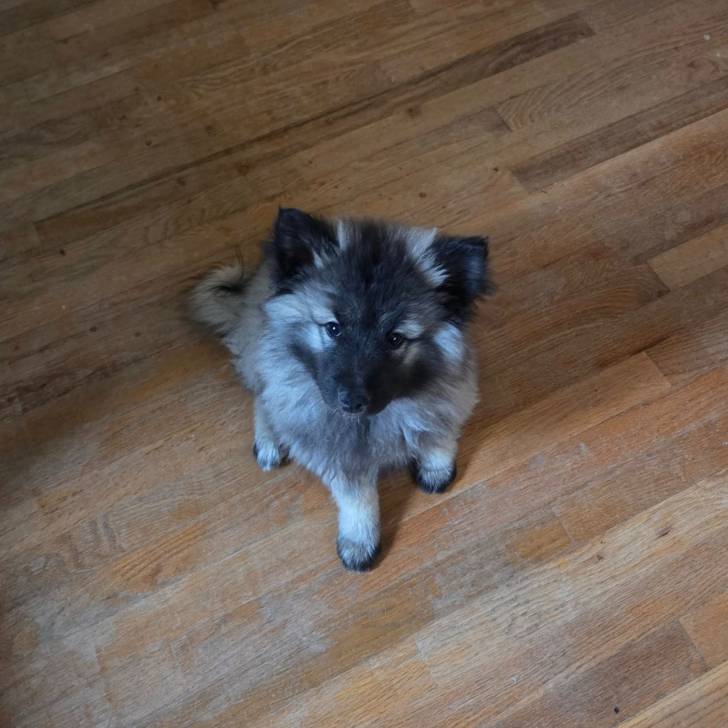 Un Keeshond assis sur un plancher et regardant vers la caméra 