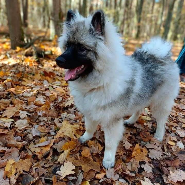Un Keeshond sur un sol jonchés de feuilles mortes 
