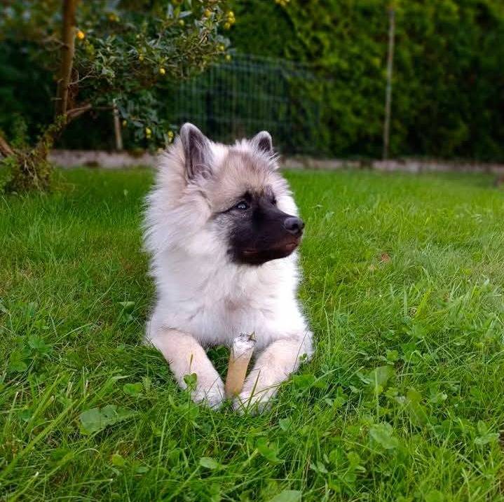 Un Keeshond allongé sur une surface herbeuse et semblant détendu