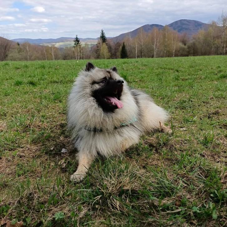 Un Keeshond ayant la langue pendante et portant un harnais 