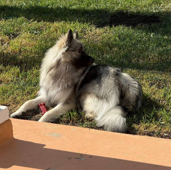 Un Keeshond allongé sur une surface gazonnée 