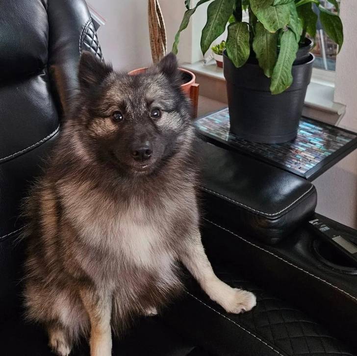 Un Keeshond assis sur un fauteuil 