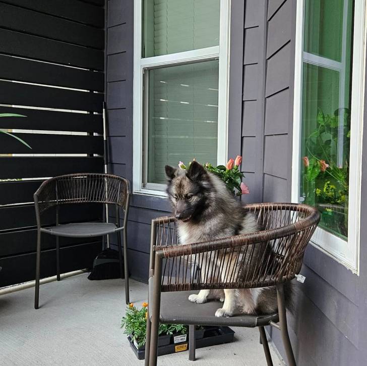 Un Keeshond assis sur une chaise 