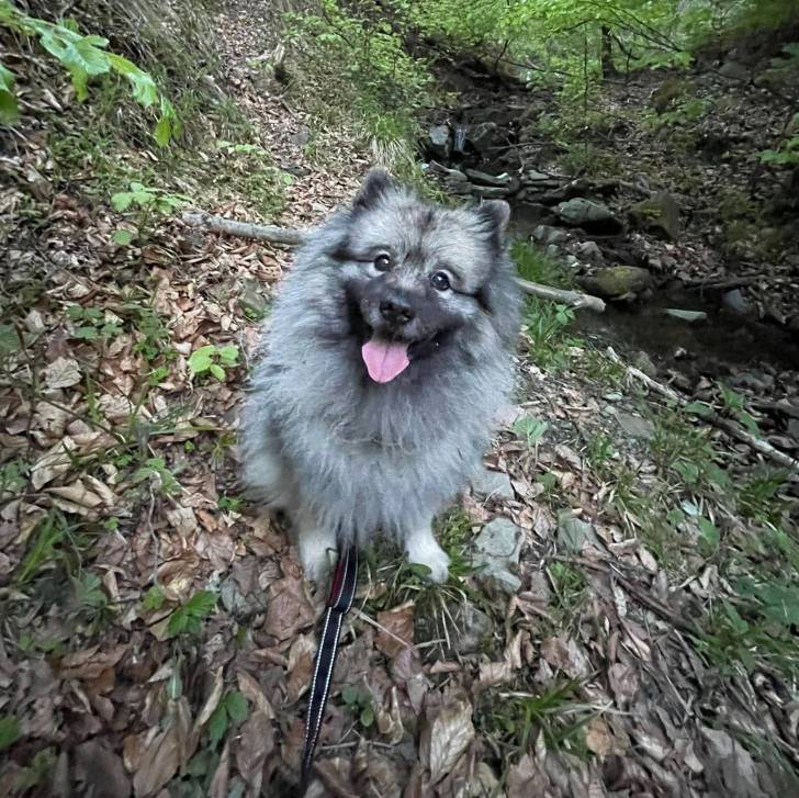 Un Keeshond tirant la langue et qui est tenu en laisse 