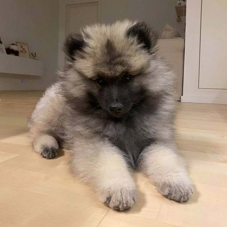 Un Keeshond allongé sur un sol carrelé et regardant vers la caméra